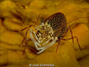 Spotted Bumblebee shrimp - Gnathophyllum elegans by Uwe Schmolke 